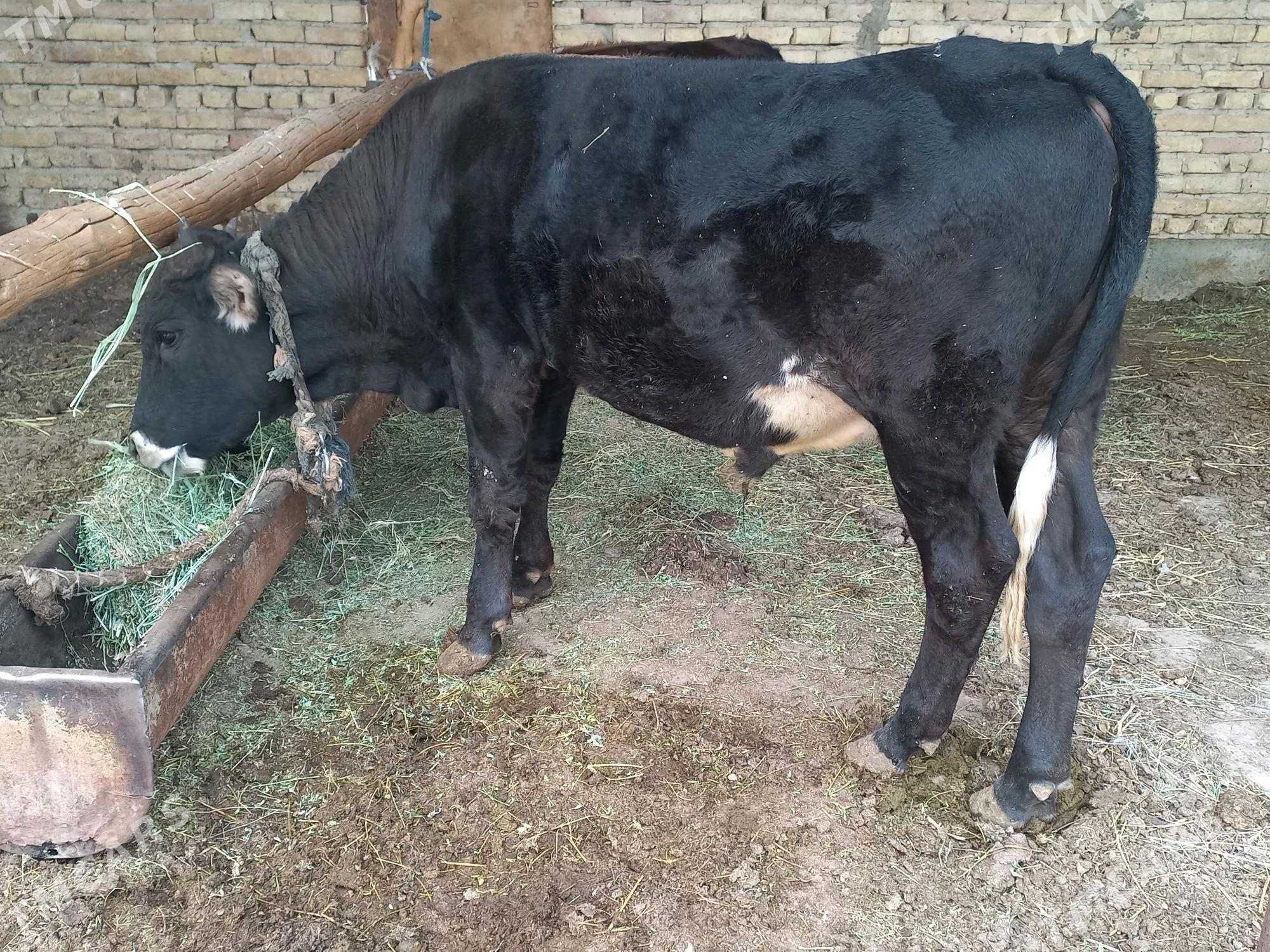 Okuz - Яшлык - img 1