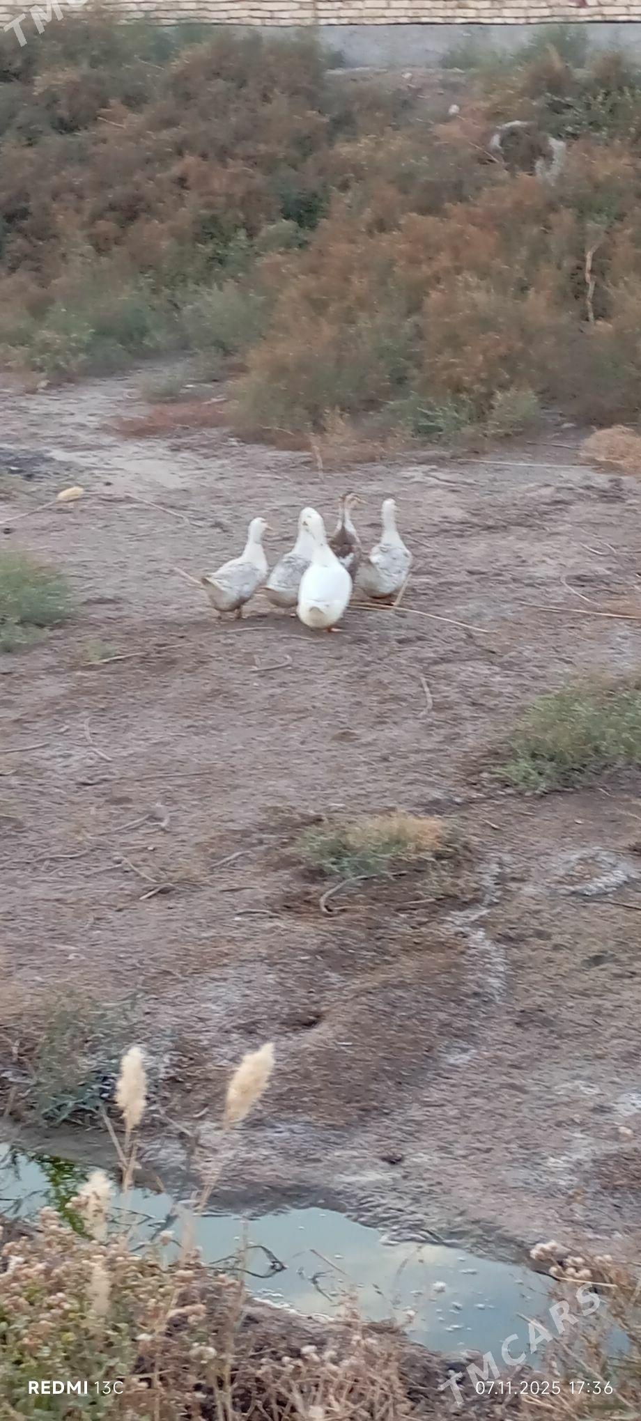 ordek - Дашогуз - img 2