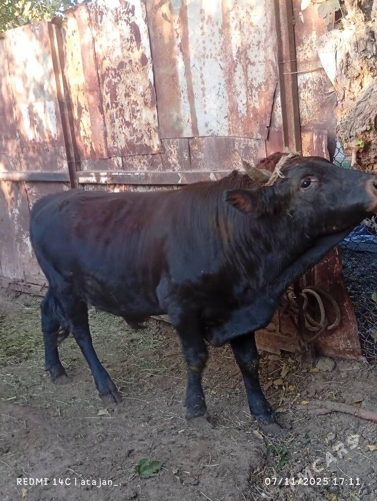 okuz - Багир - img 6