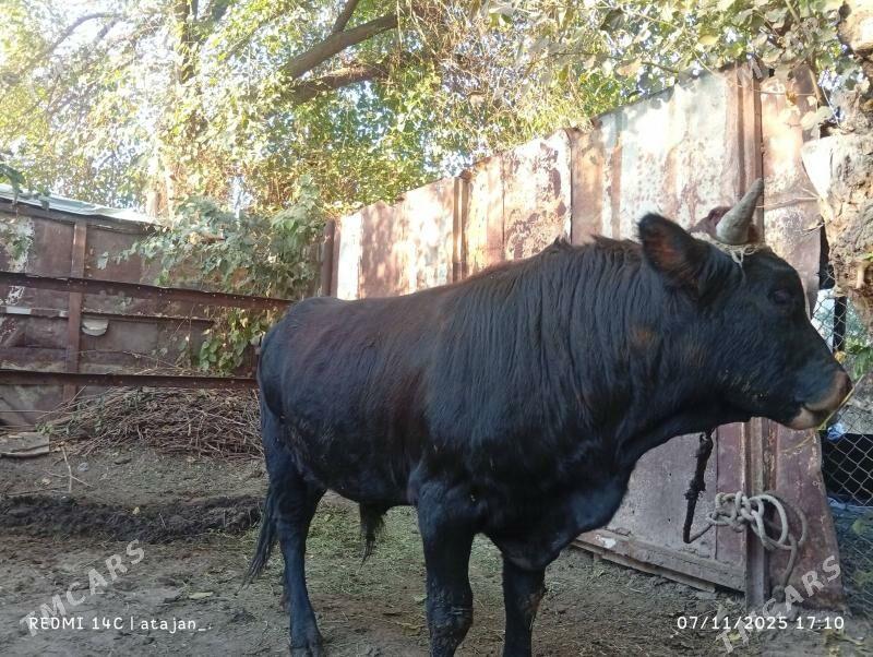 okuz - Багир - img 1