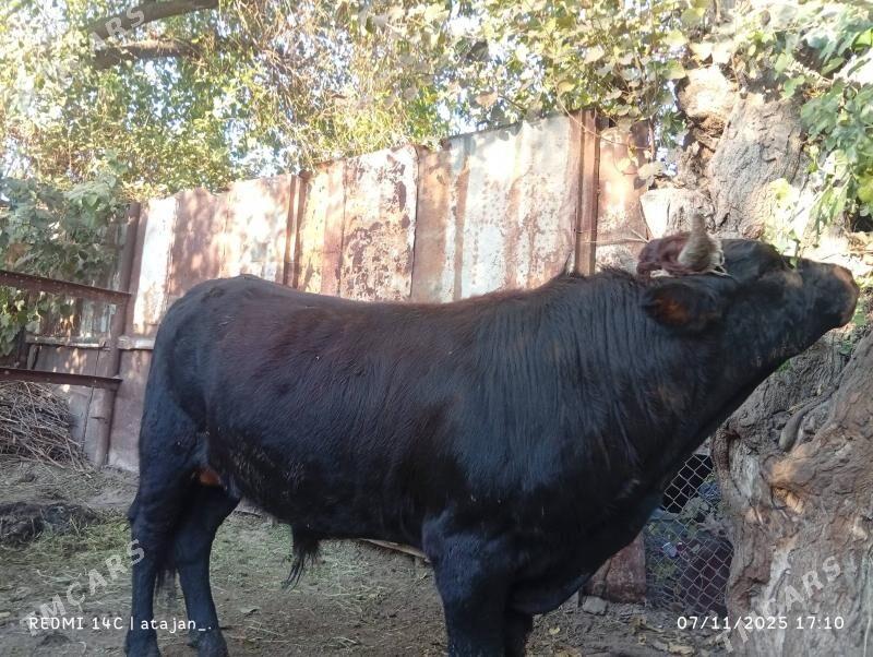 okuz - Багир - img 2