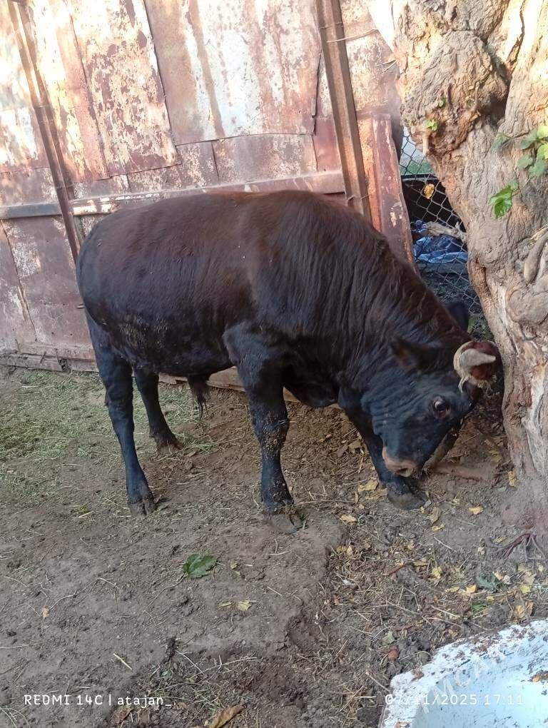 okuz - Багир - img 4