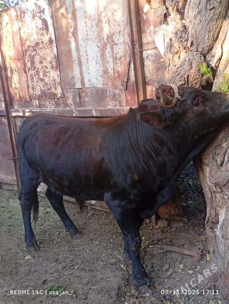 okuz - Багир - img 5