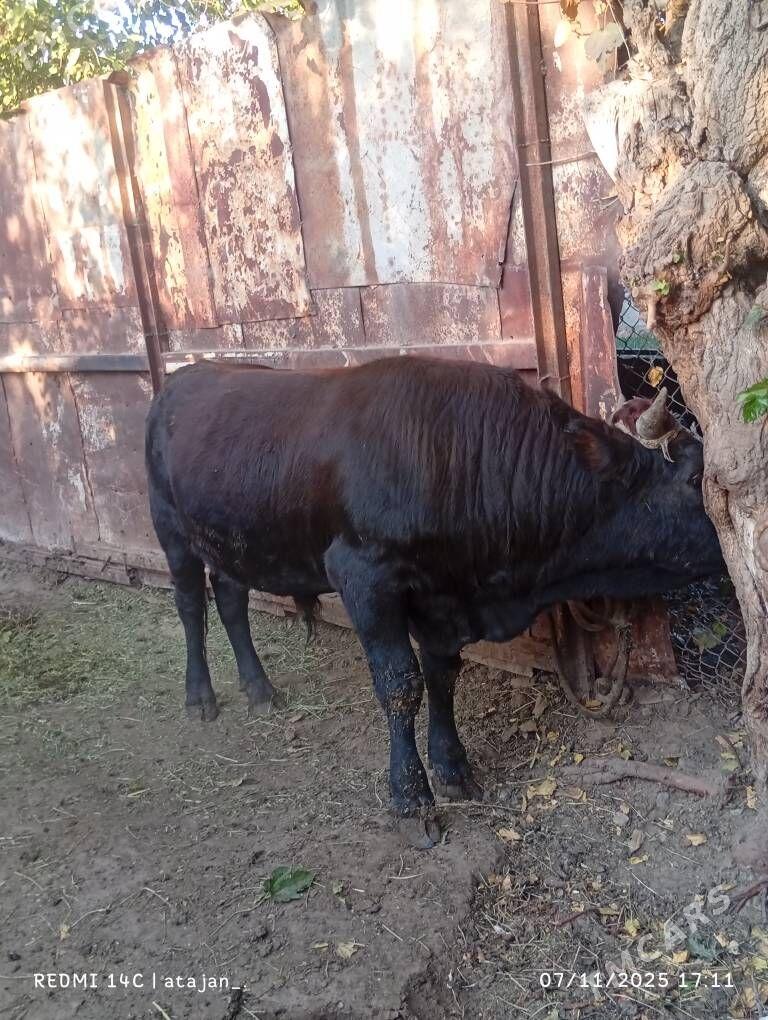 okuz - Багир - img 3