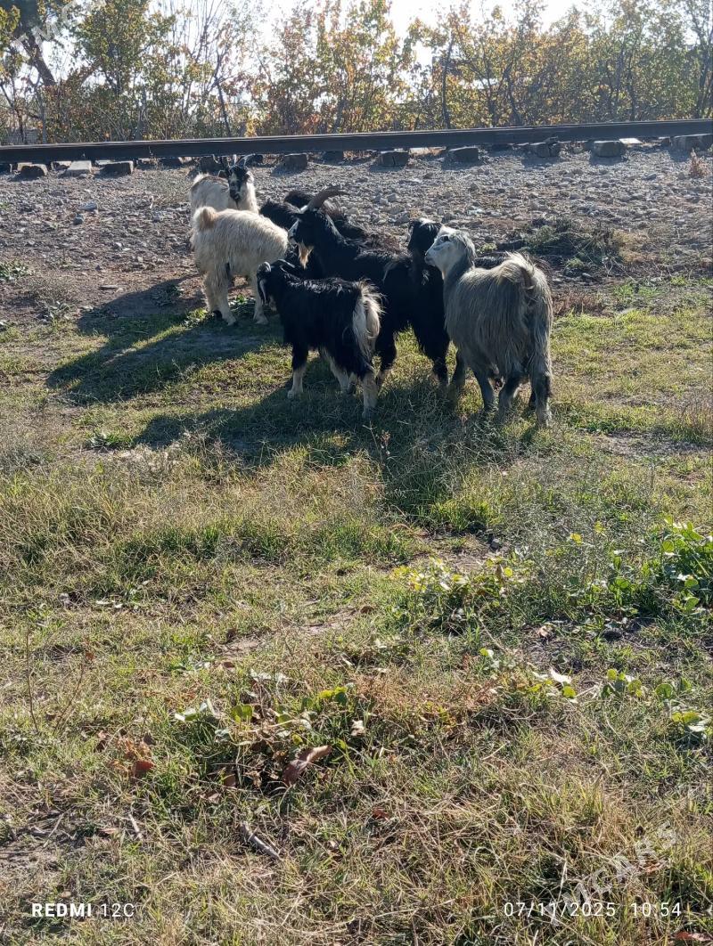 serke we geçi - Фарап - img 4