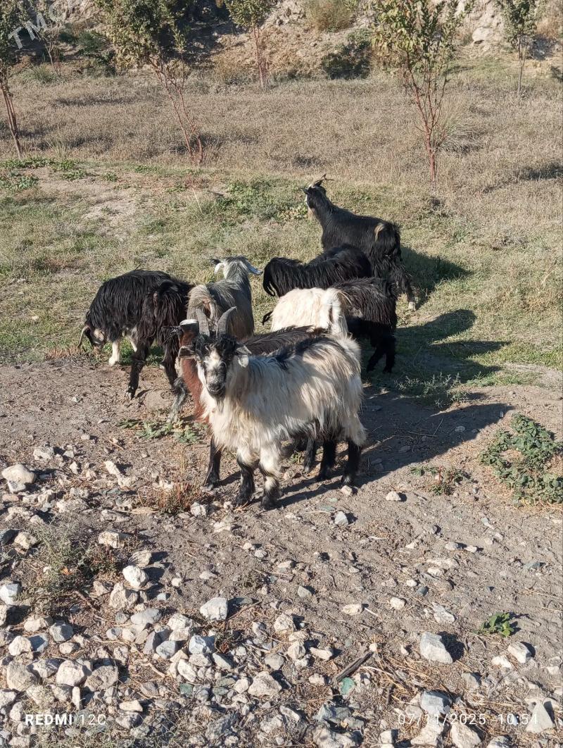 serke we geçi - Фарап - img 1