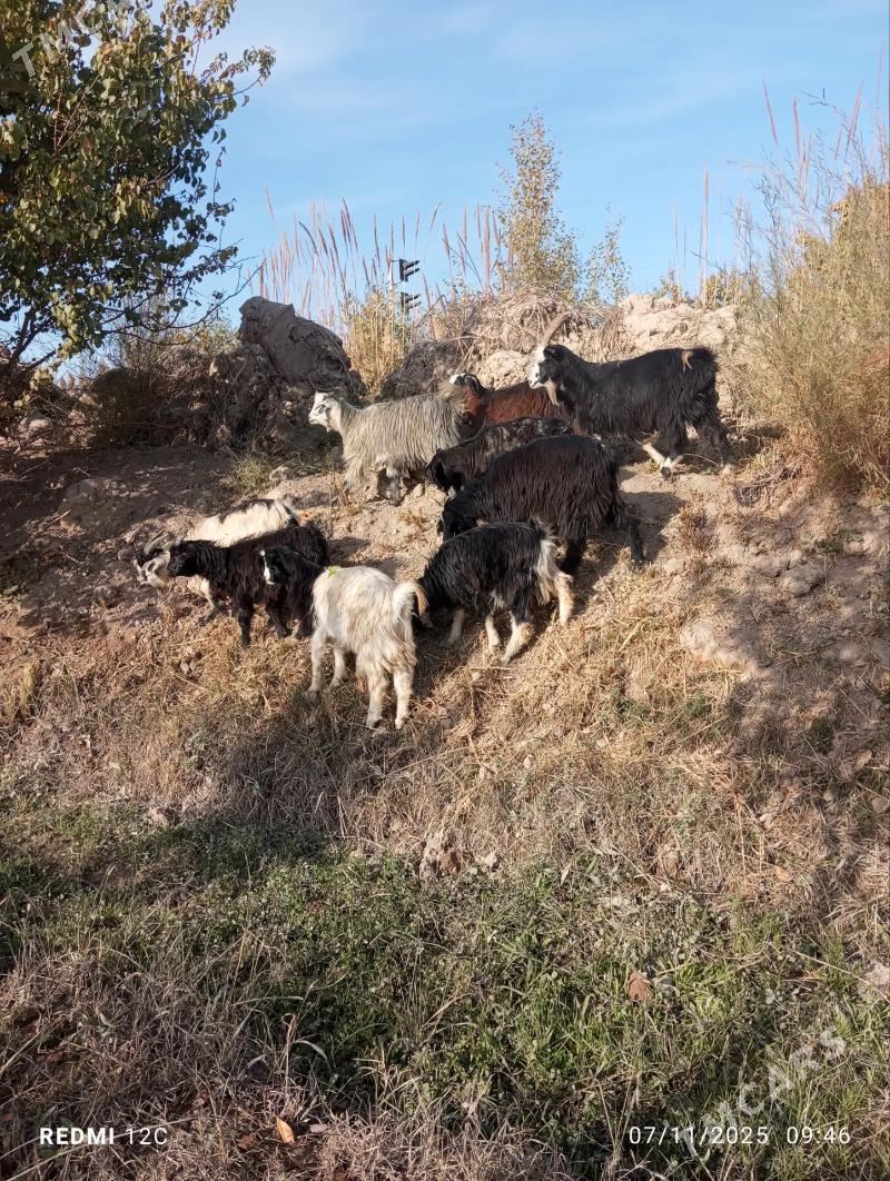 serke we geçi - Фарап - img 3