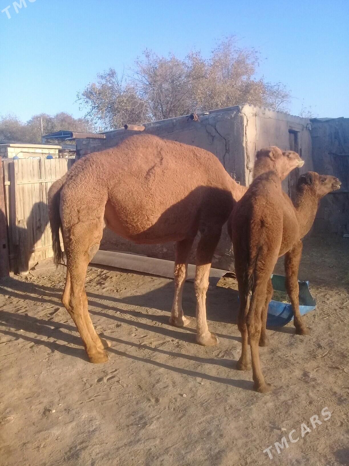 Torumly duye - Балканабат - img 2