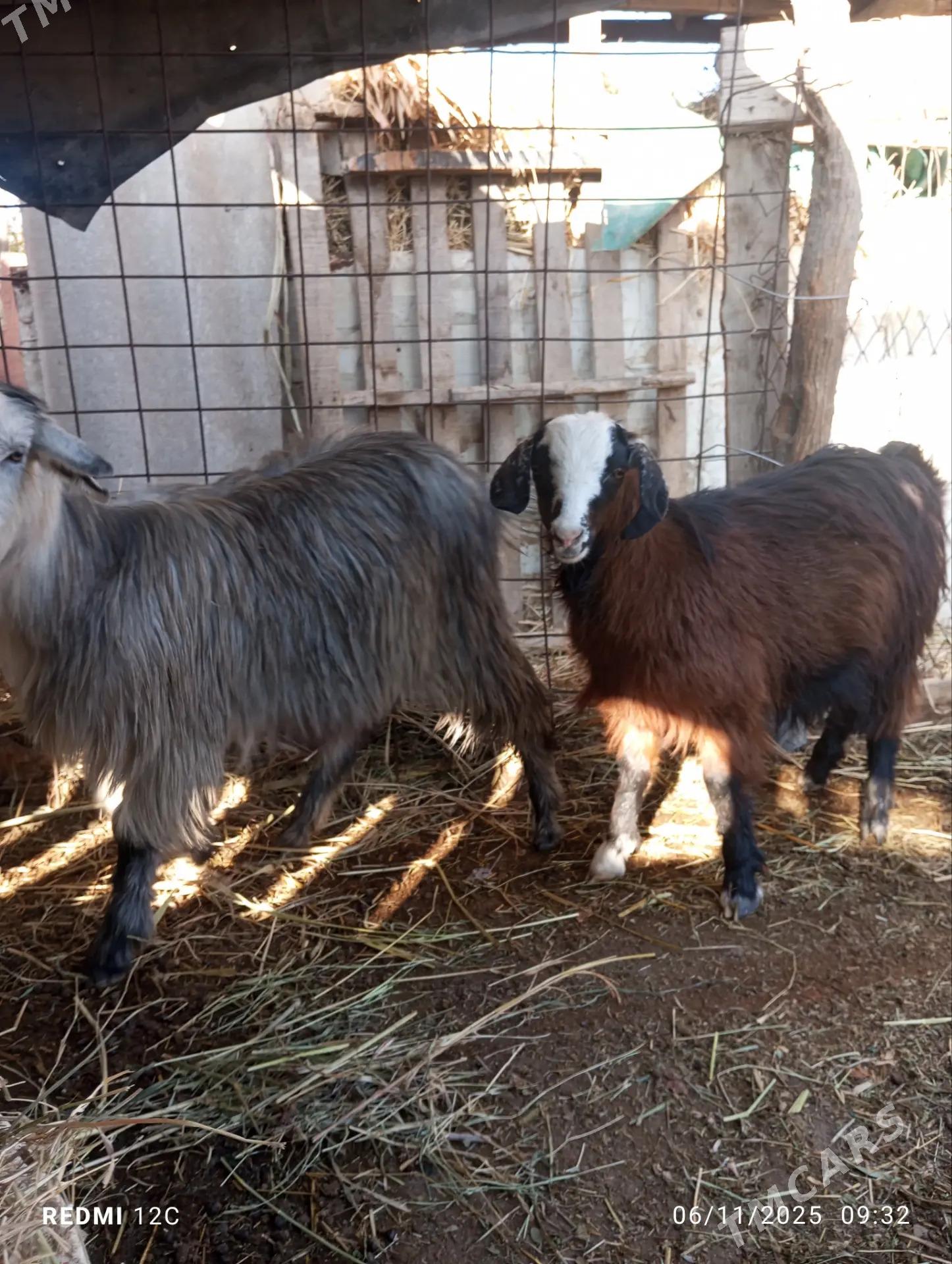 serke we geçi - Фарап - img 5