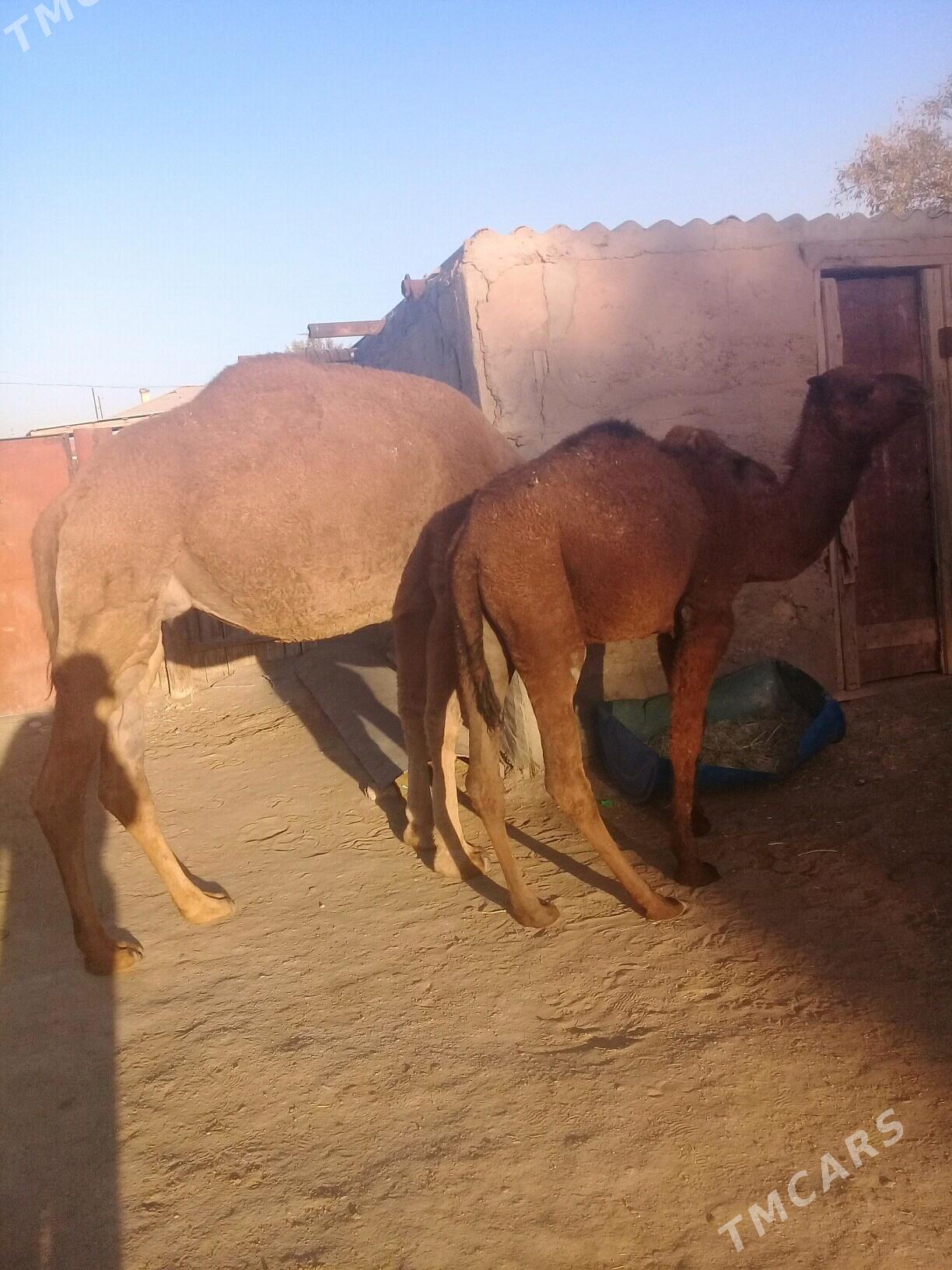 Torumly duye - Балканабат - img 5