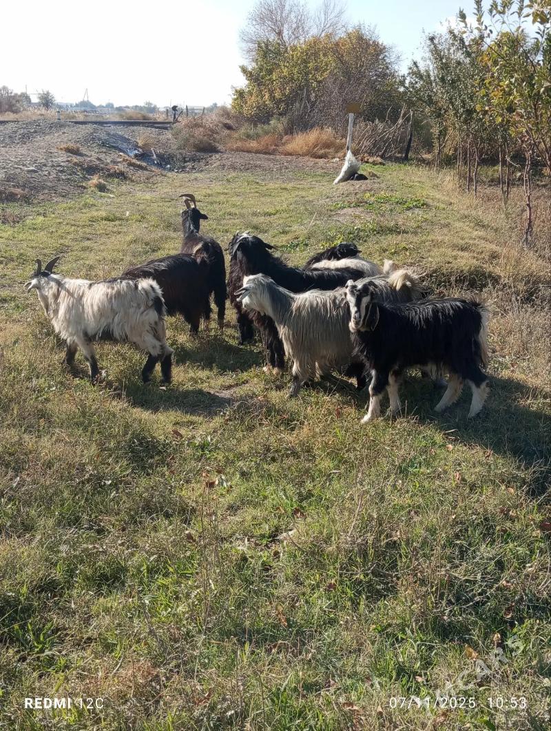 serke we geçi - Фарап - img 2