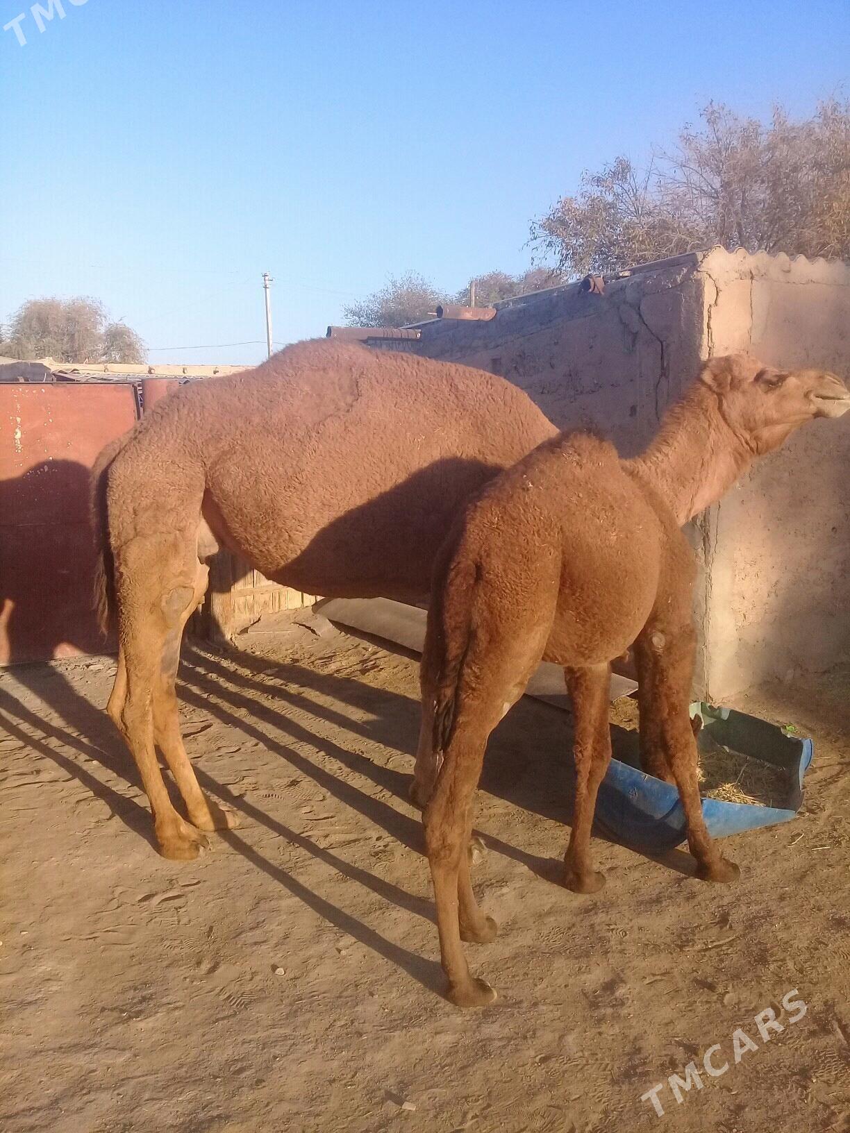 Torumly duye - Балканабат - img 3