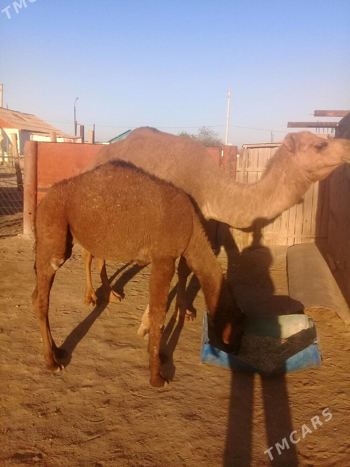 Torumly duye - Балканабат - img 4