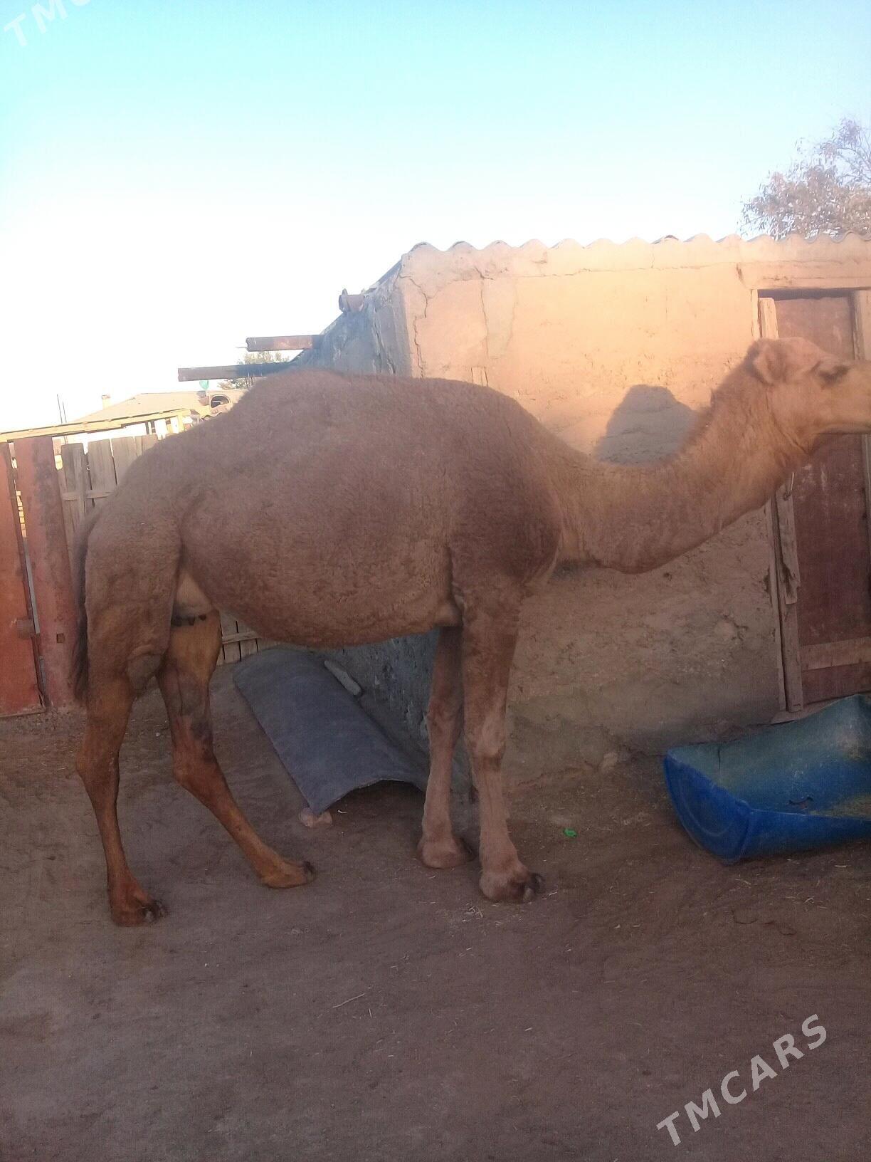 Torumly duye - Балканабат - img 1