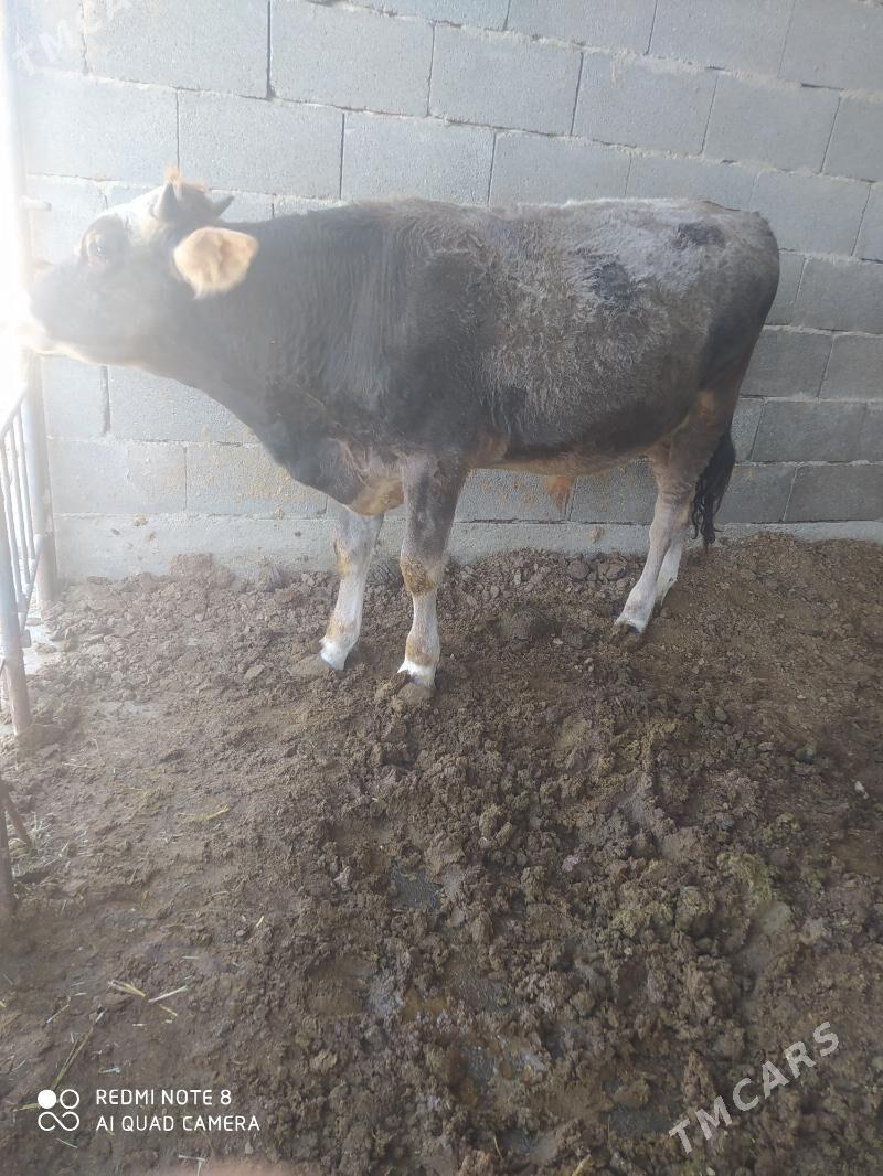 okuz - Bäherden - img 2