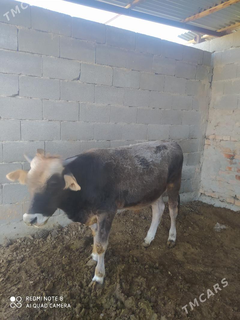 okuz - Bäherden - img 4