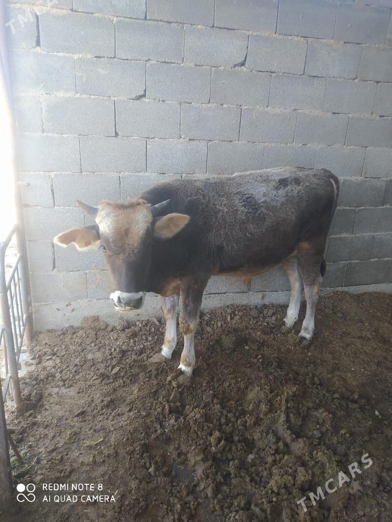 okuz - Бахарден - img 1