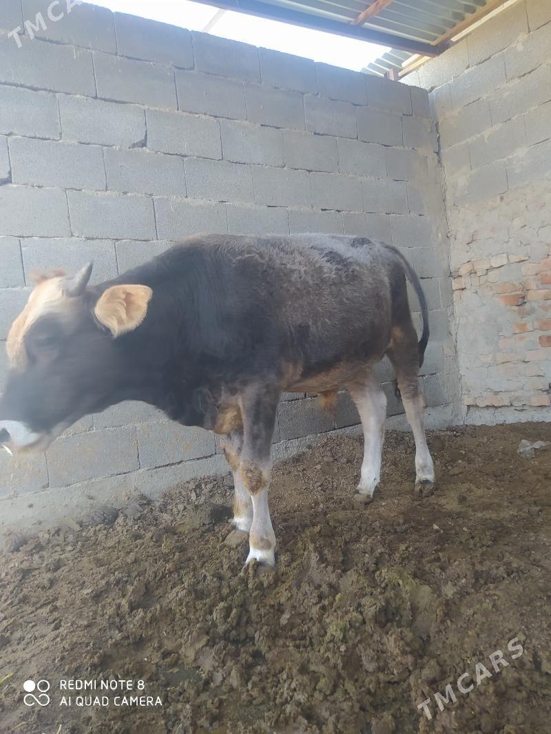 okuz - Bäherden - img 3