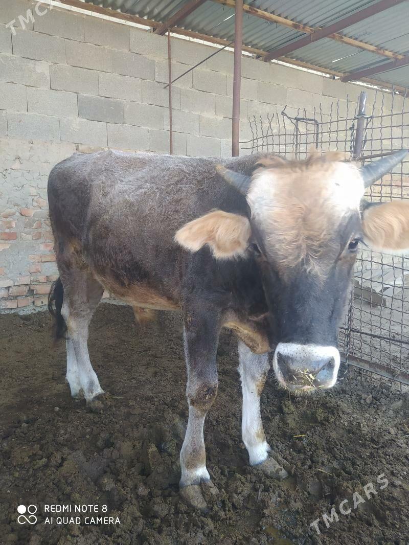 okuz - Bäherden - img 5