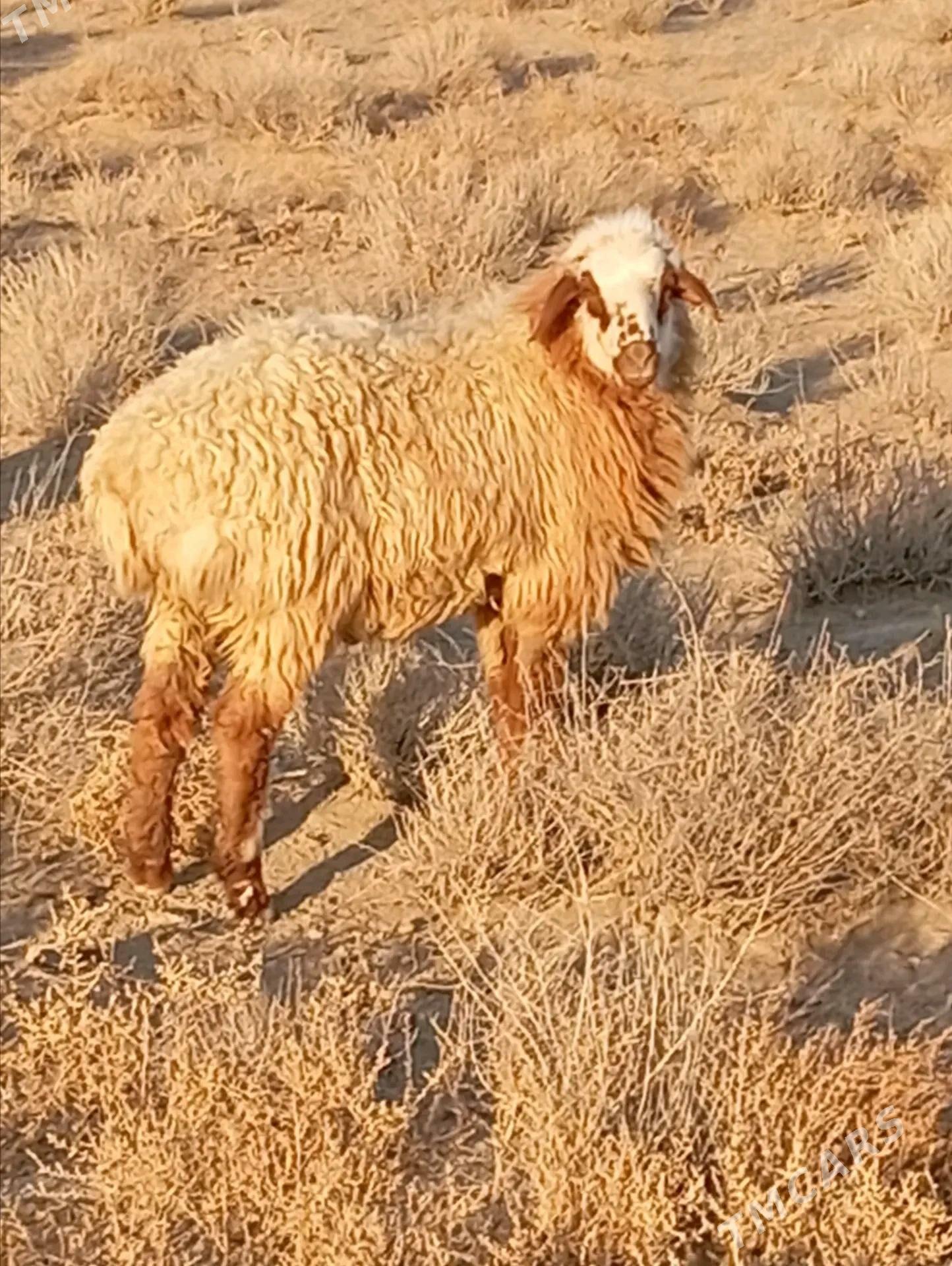 tokly - Esenguly - img 2