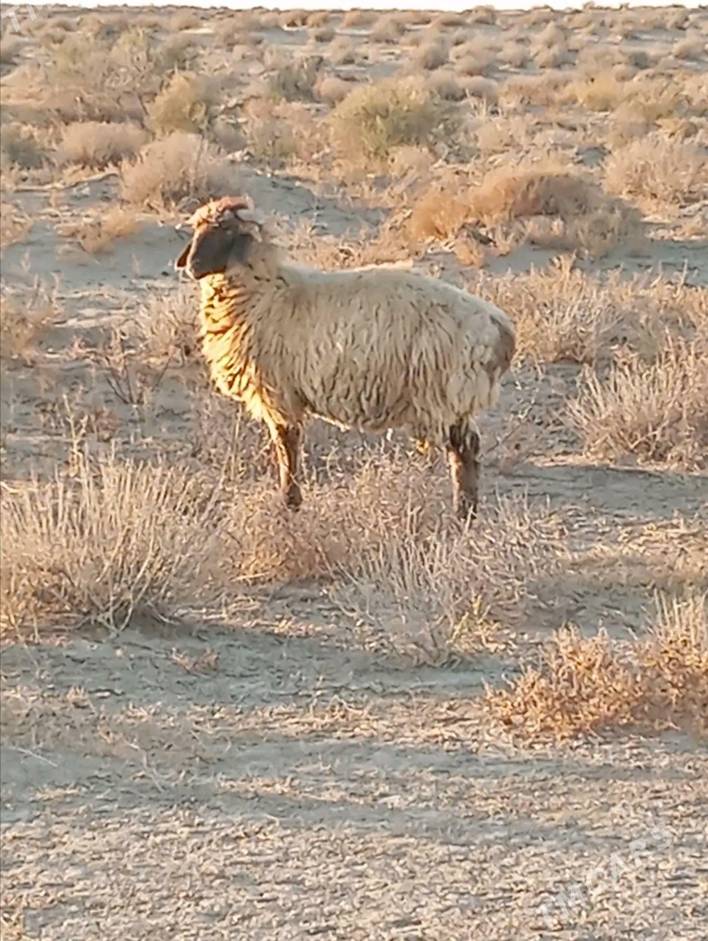 tokly - Esenguly - img 1