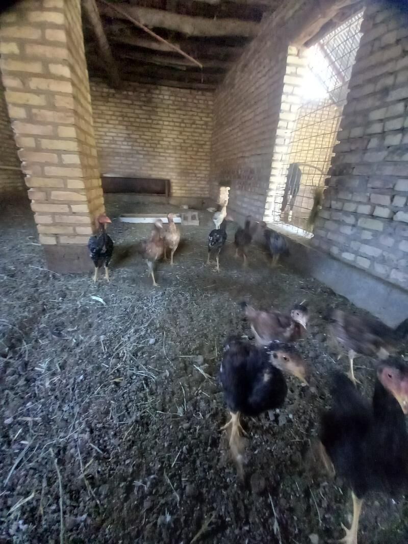 baysowy jüjeler.1 induk - Туркменабат - img 4