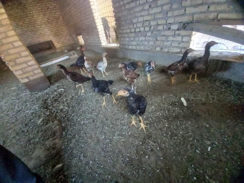 baysowy jüjeler.1 induk - Туркменабат - img 3