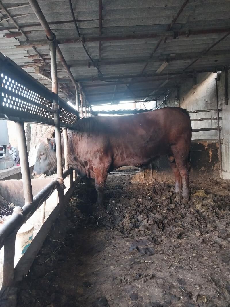 Öküz - Aşgabat - img 3