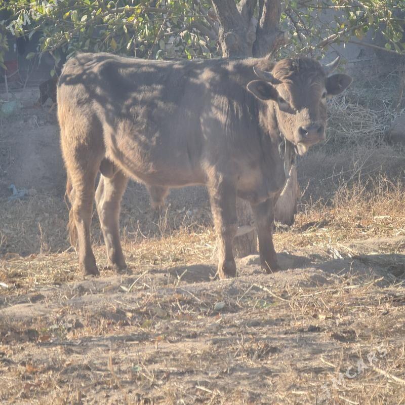 öküz - Шабатский этрап - img 1