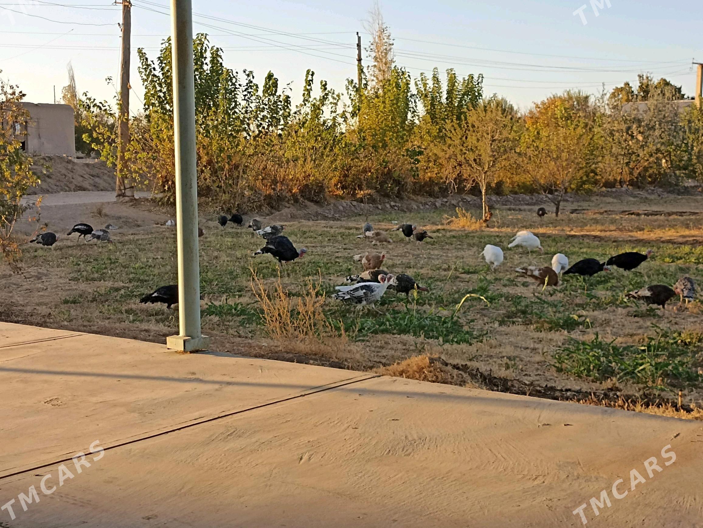 induklar - Farap - img 1