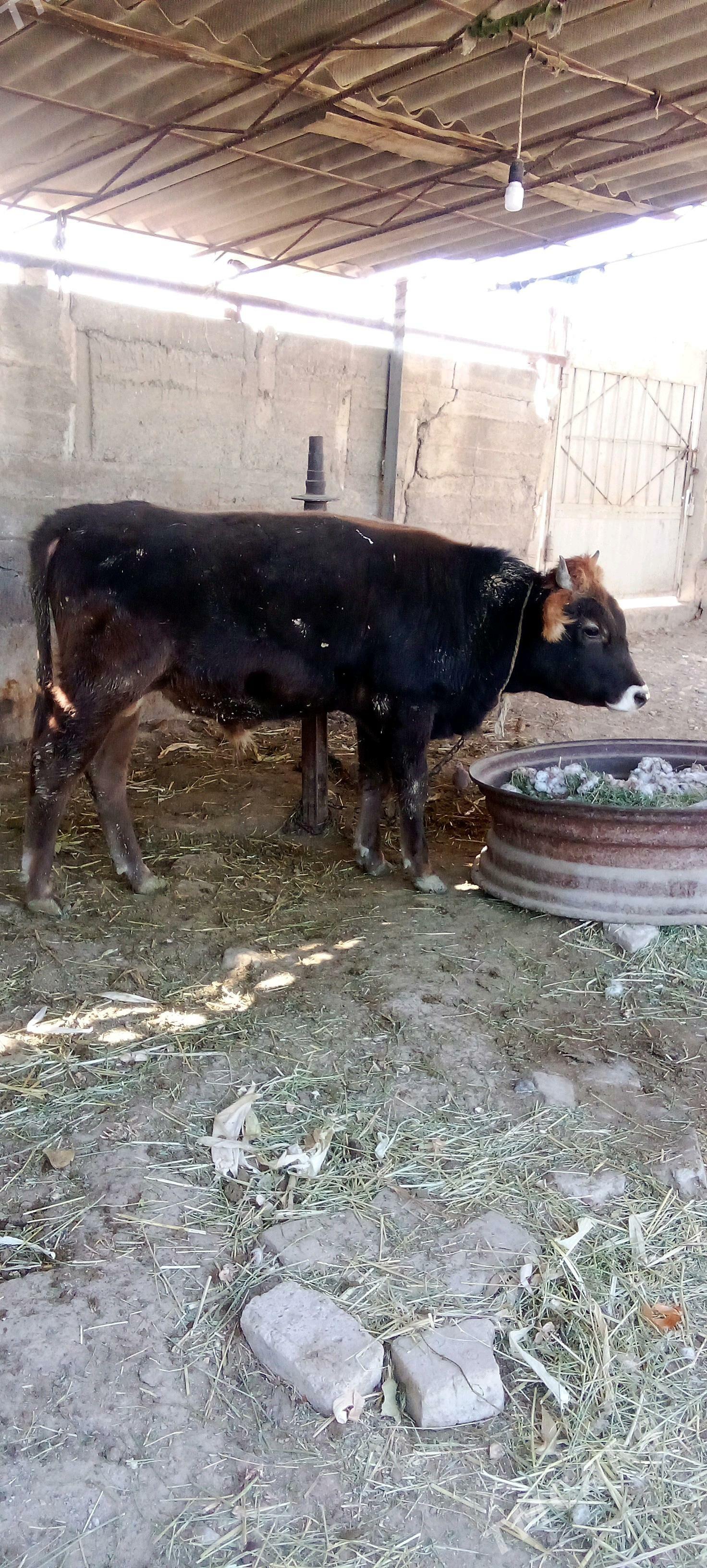 õküz - Яшлык - img 5