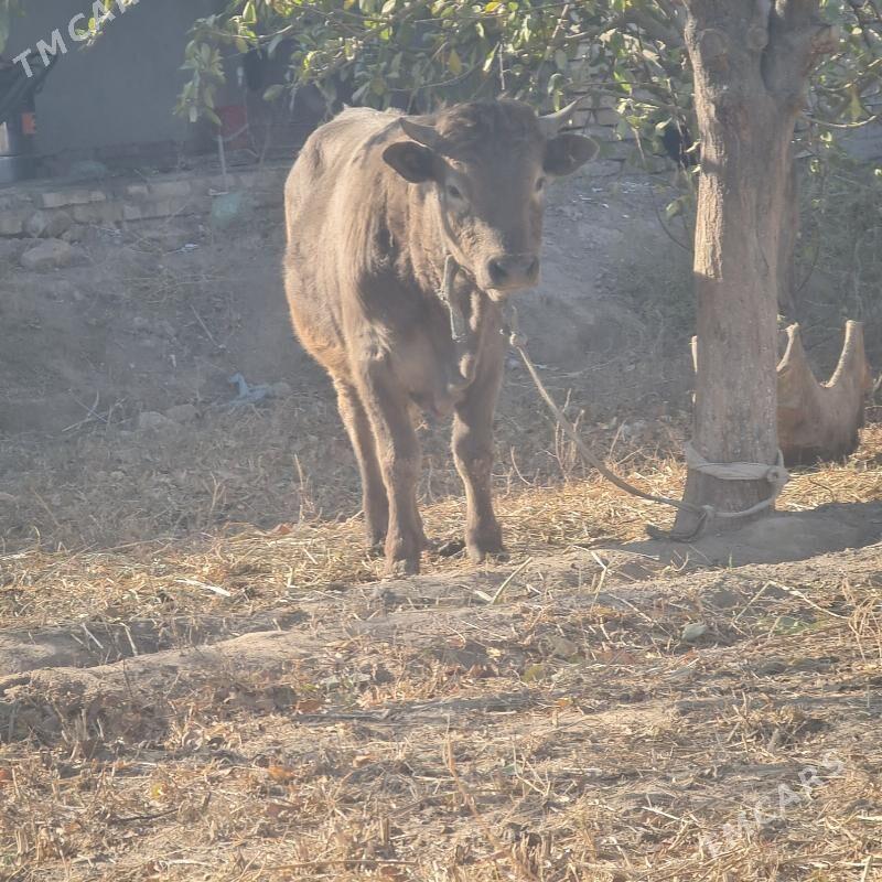 öküz - Şabat etr. - img 2