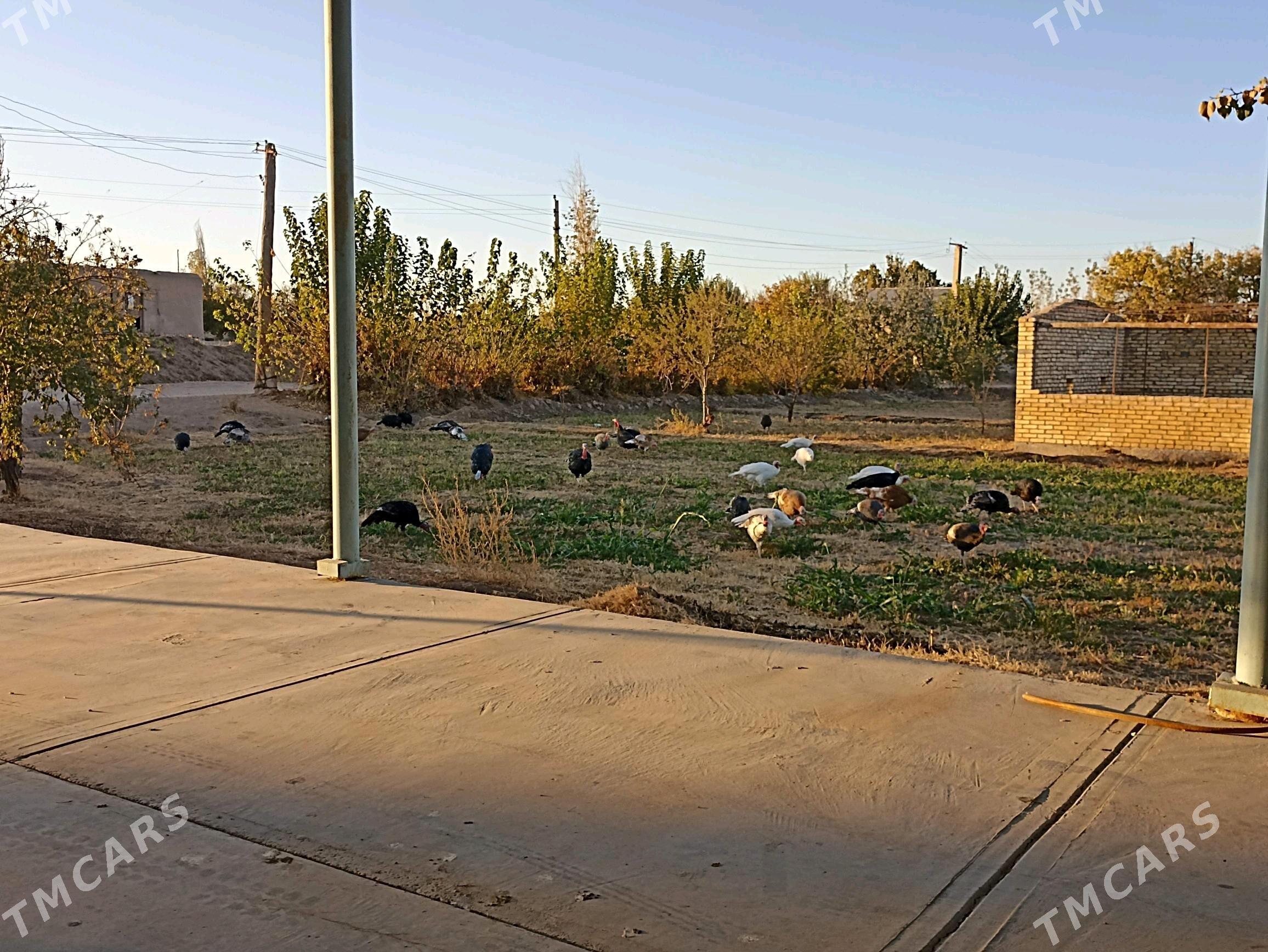 induklar - Farap - img 2