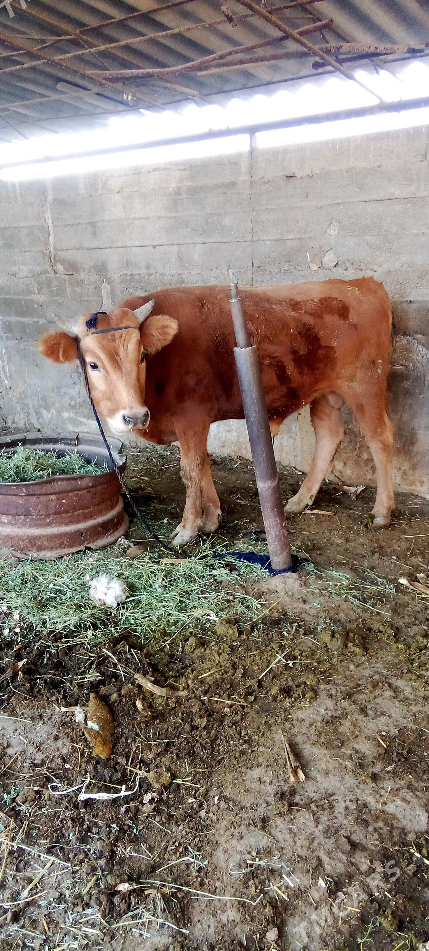 õküz - Яшлык - img 4