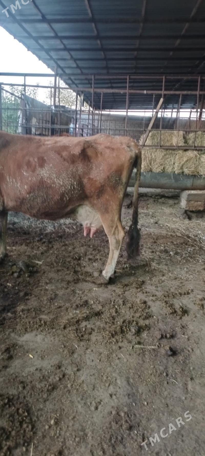 sygyr - Aşgabat - img 1