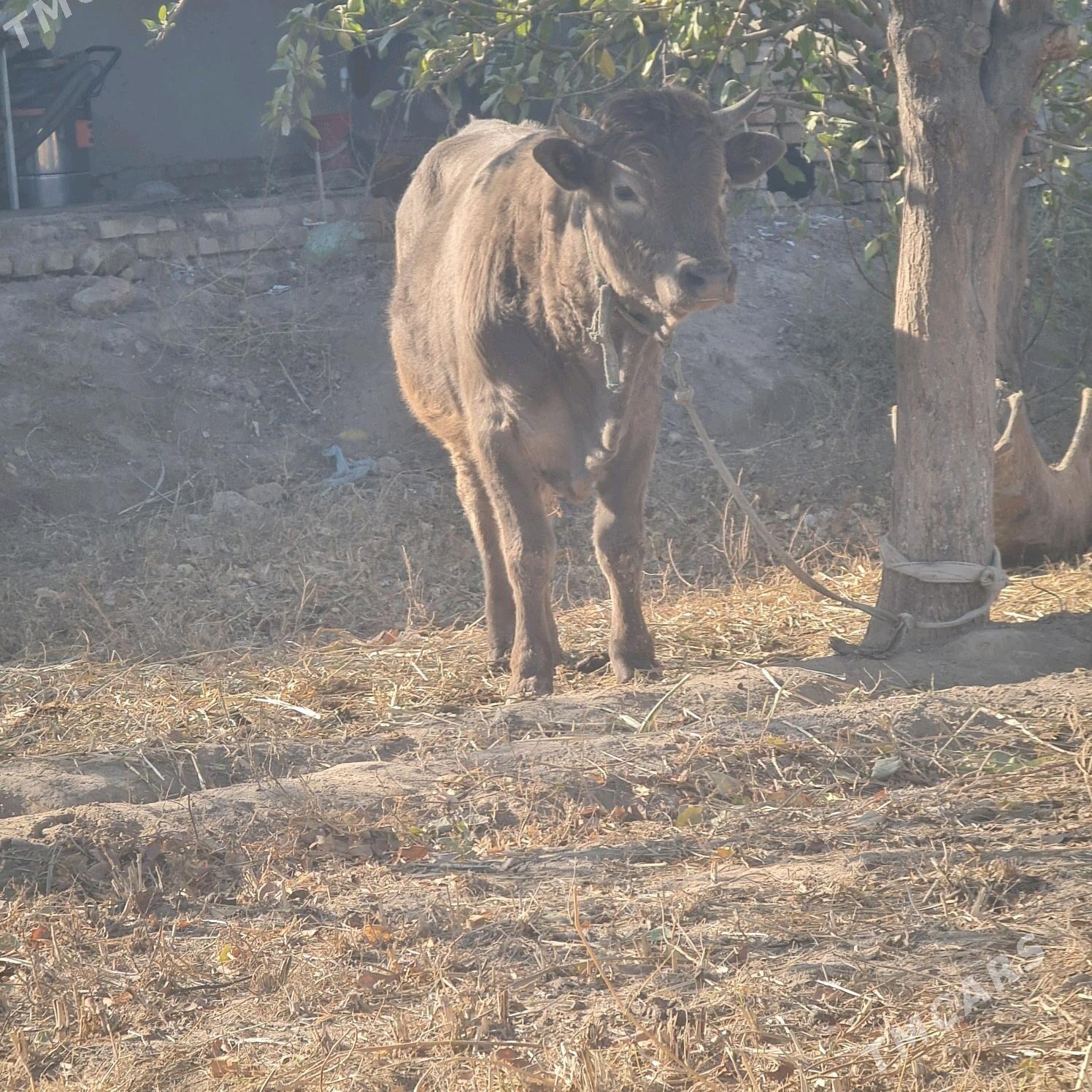 öküz - Şabat etr. - img 3