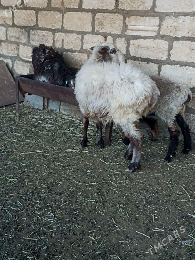 Goyun - Gyzylarbat - img 1