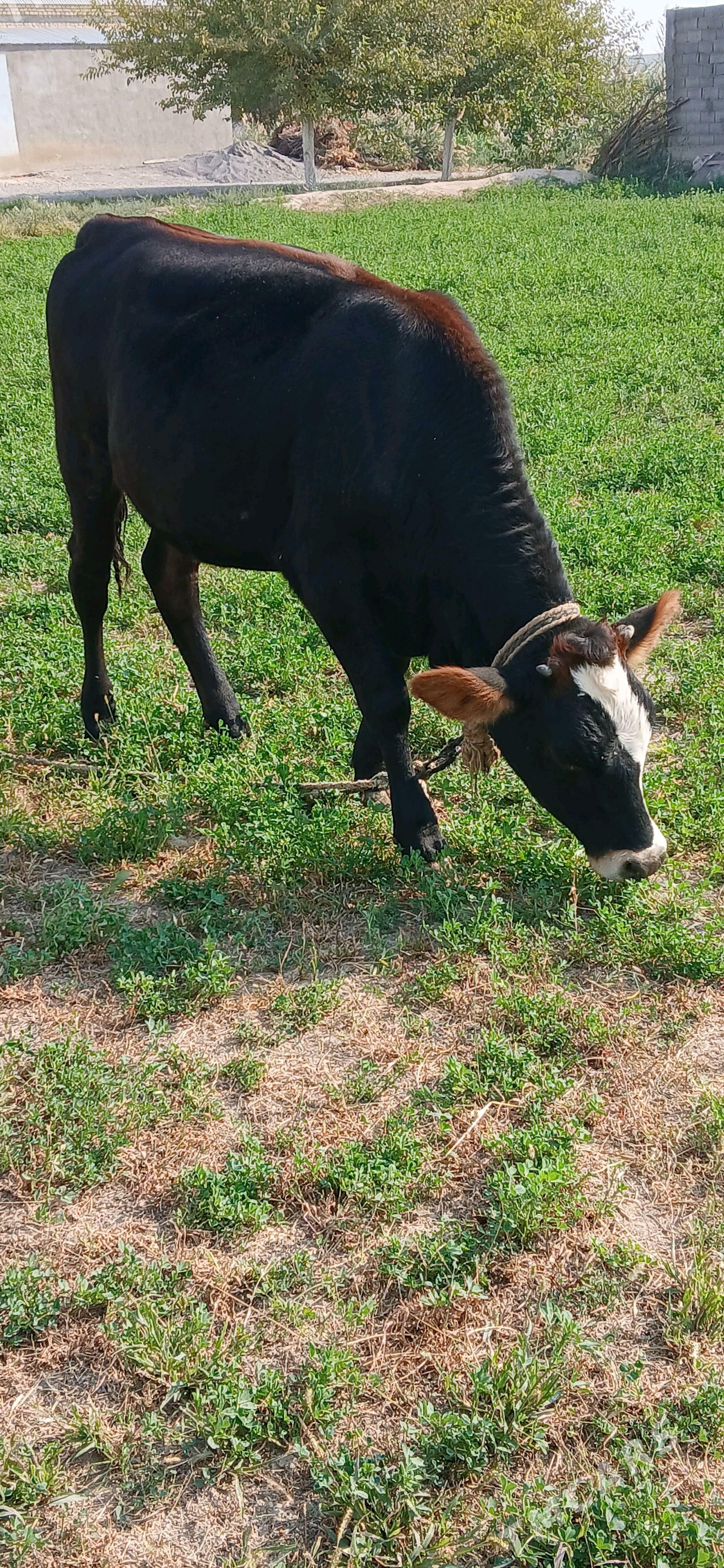 tuwe - Gökdepe - img 2