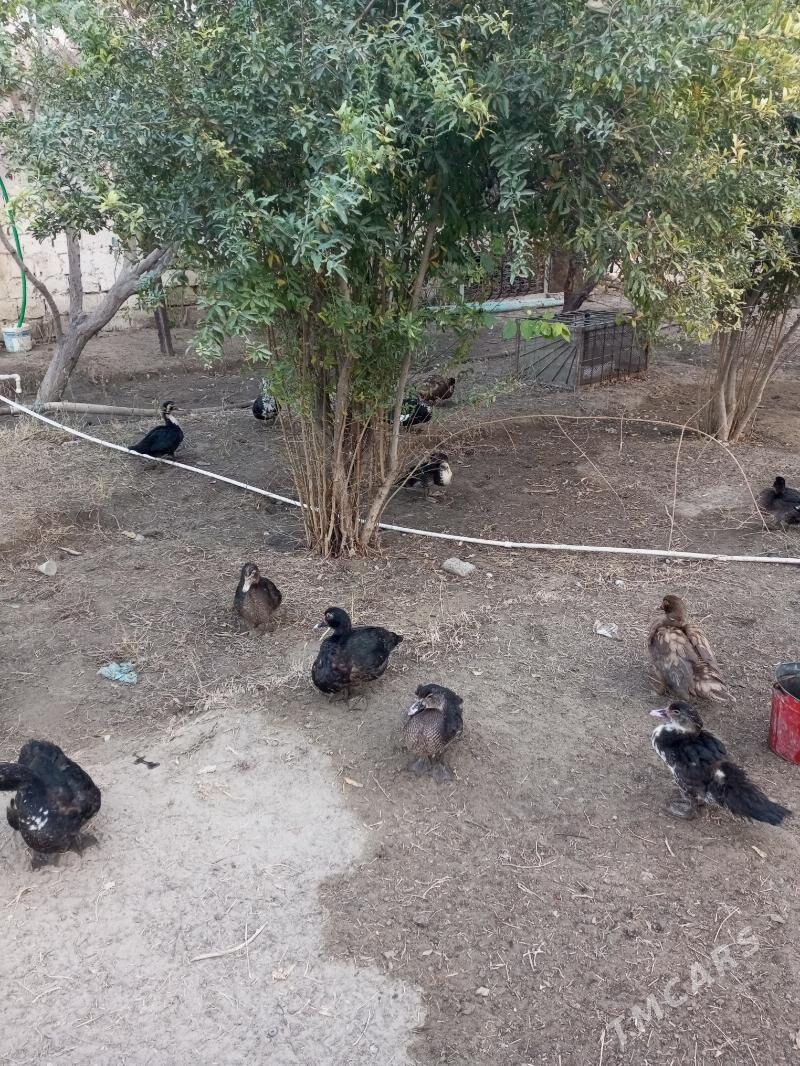 ой хайванлар ордек - Хазар - img 1