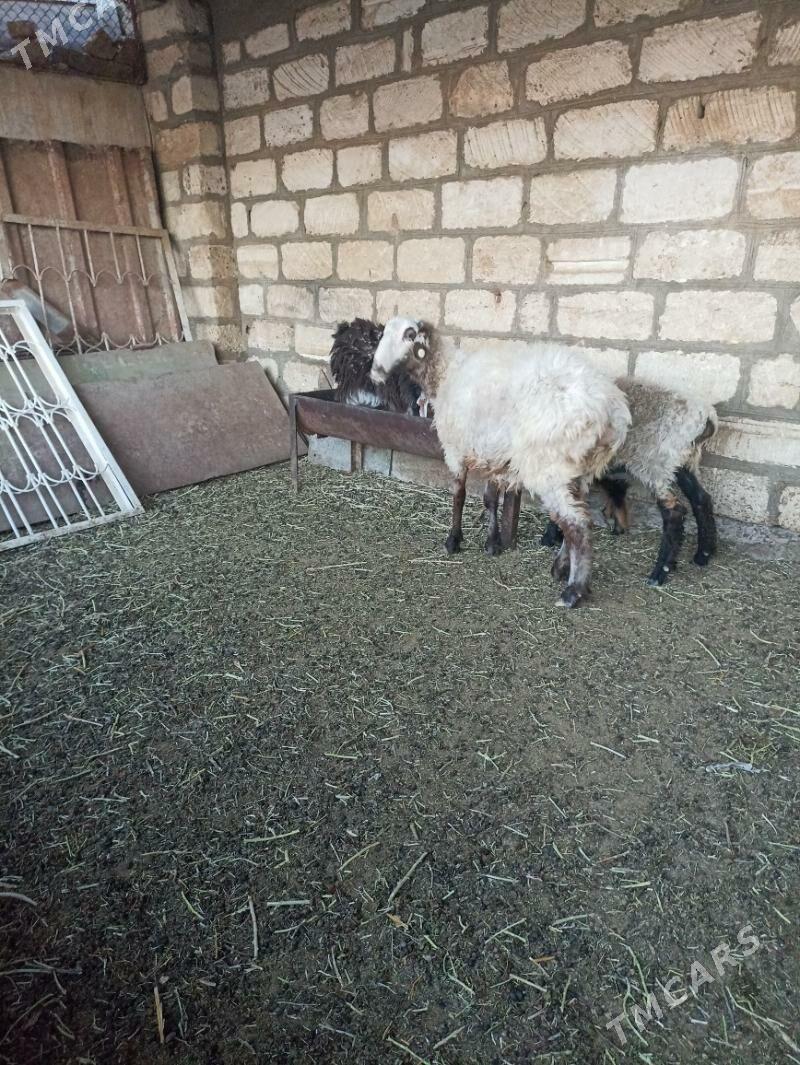 Goyun - Gyzylarbat - img 2