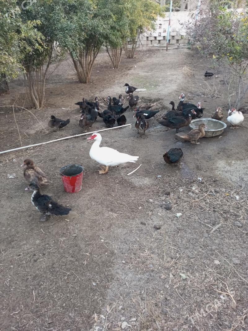 ой хайванлар ордек - Хазар - img 3