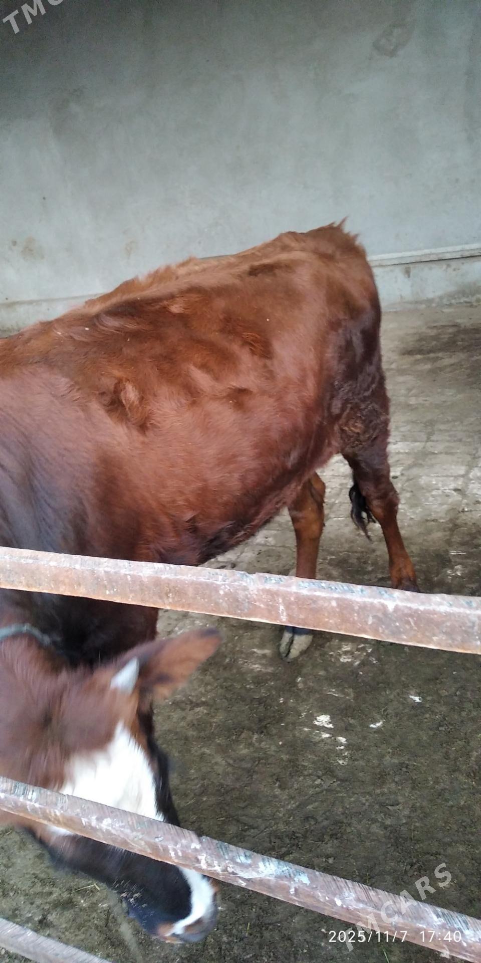 gulajyn - Мары - img 1