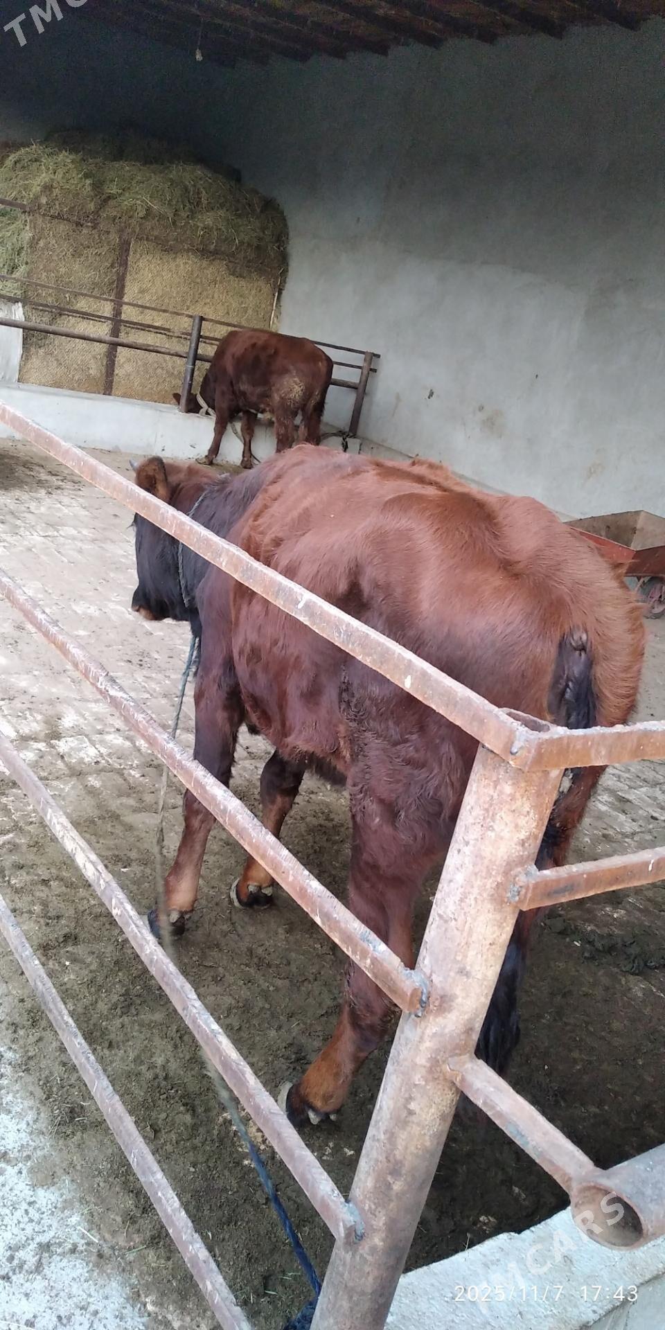 gulajyn - Мары - img 4