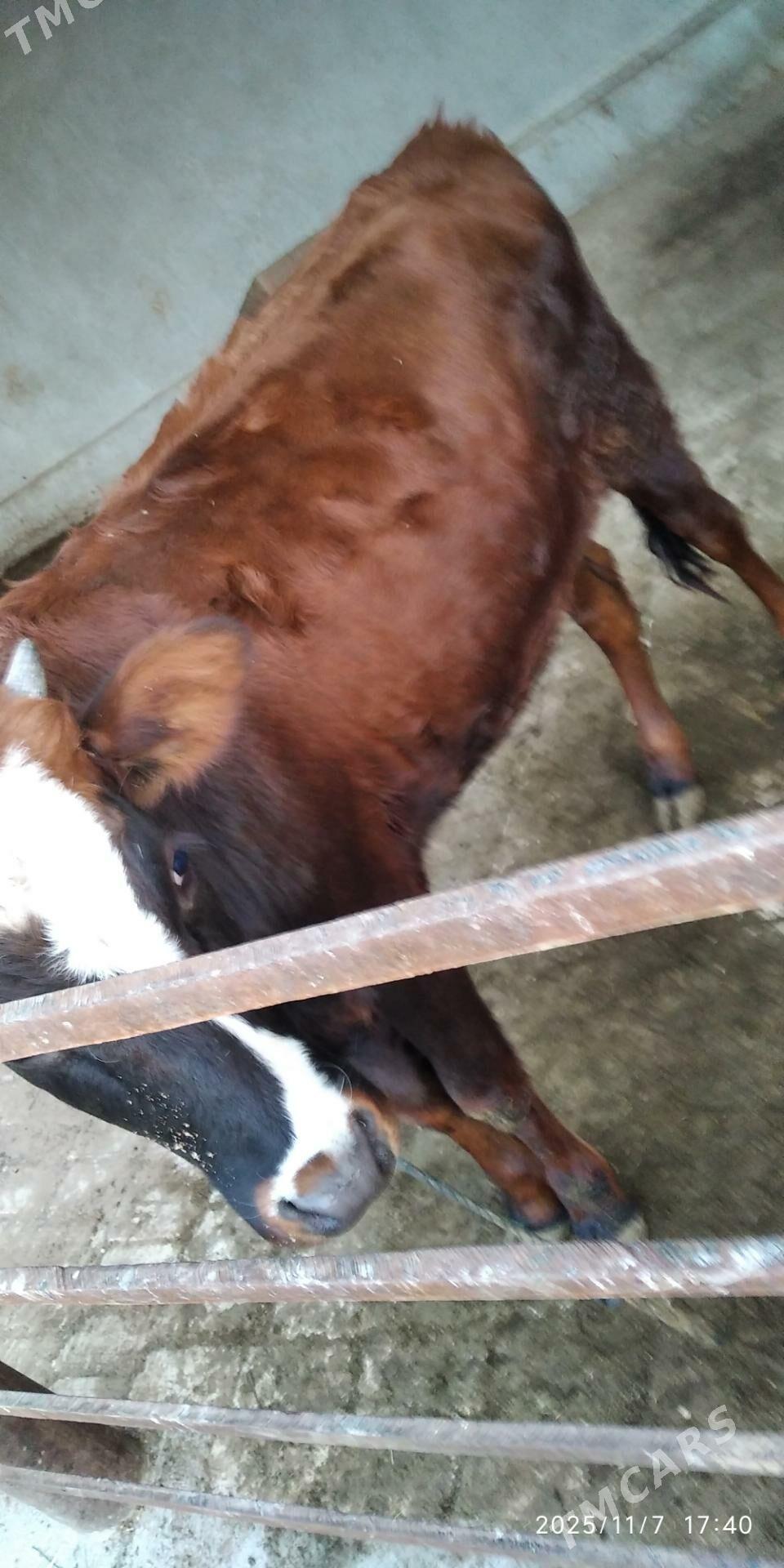 gulajyn - Мары - img 3