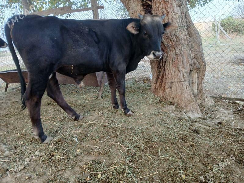 öküz - Гёкдепе - img 5