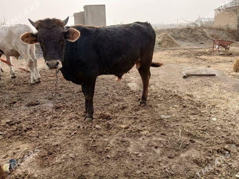 öküz - Гёкдепе - img 10