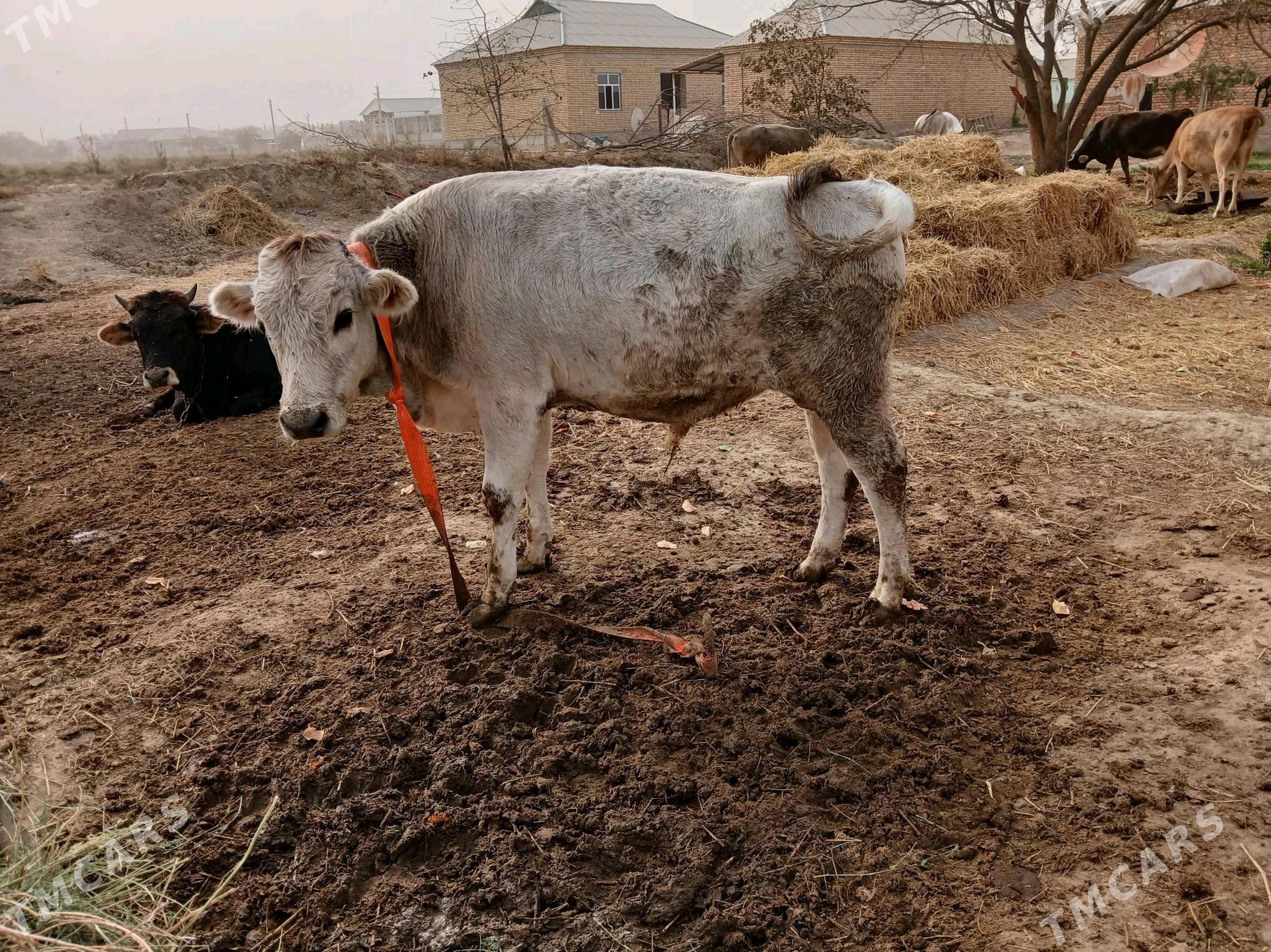 öküz - Гёкдепе - img 9