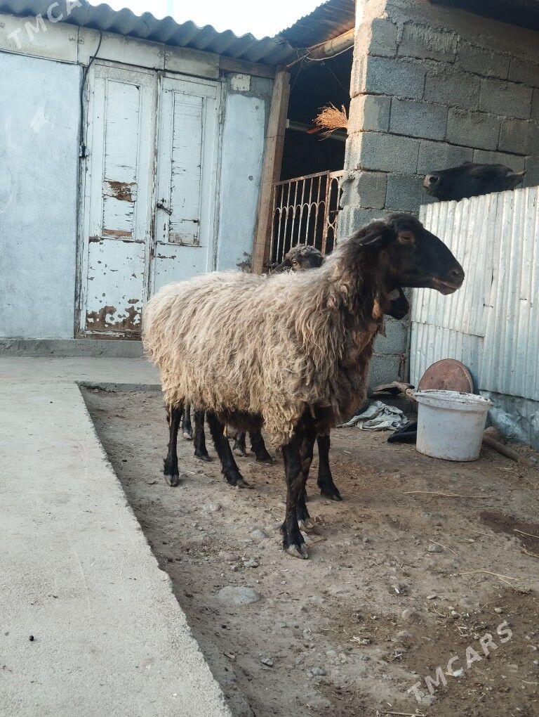 goýun - Ýalkym - img 3