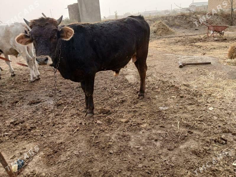 öküz - Гёкдепе - img 4