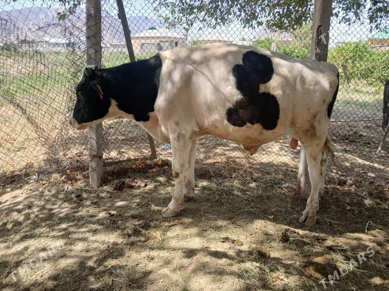 öküz - Гёкдепе - img 7